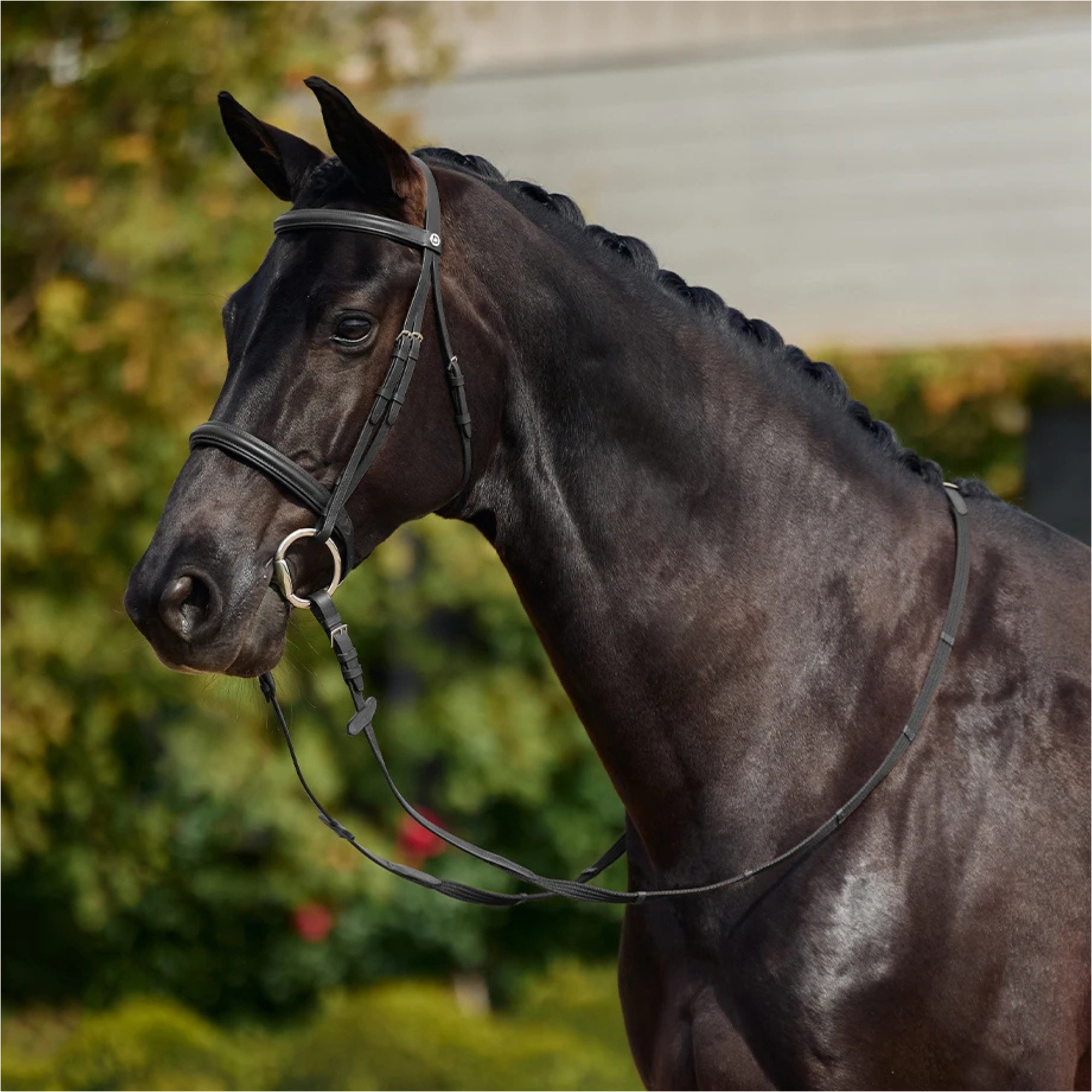 2026 Dublin Gepolsterte Cavesson-Zäumung 1031495 - Black